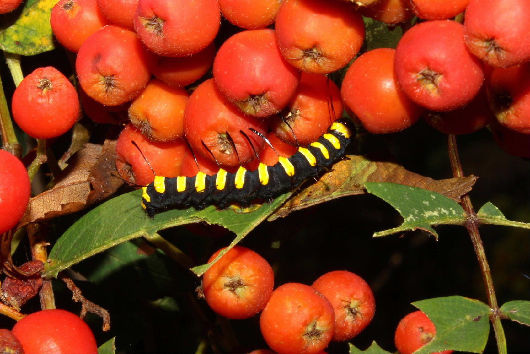 Larva di Acronicta (Jocheaera) alni